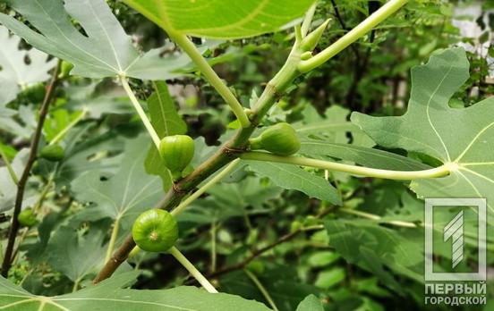 13 августа в Кривом Роге будет свежо и пасмурно