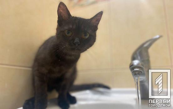 Аварийные работы: где в Кривом Роге отключили воду (адреса)