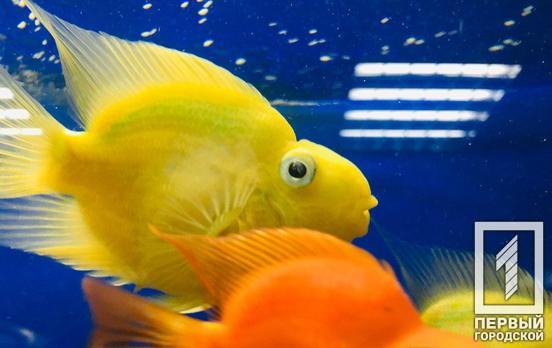 В Кривом Роге десятки домов и посёлок останутся без воды: кому отключат