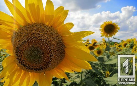 1 августа в Кривом Роге спадёт жара