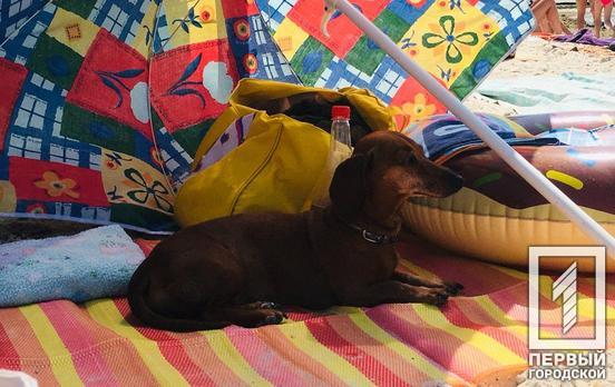 Температура воздуха в августе будет выше прошлогодних показателей, – прогноз синоптиков