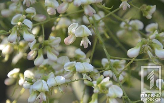 «Фабрика здоровья»: в ботаническом саду Кривого Рога зацвела японская софора