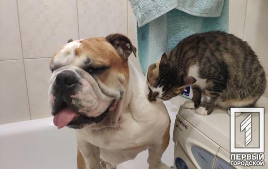 Ремонт водопровода: где жителям Кривого Рога временно остановили подачу