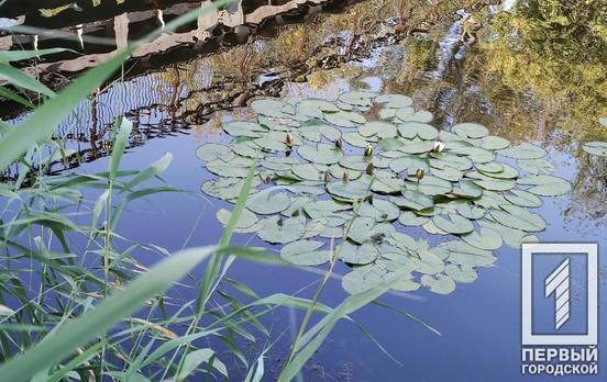 19 августа в Кривом Роге будет временами пасмурно