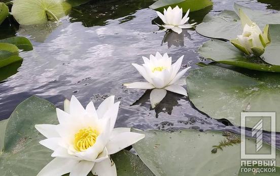 24 августа в Кривом Роге будет солнечный день