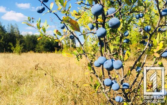 2 сентября в Кривом Роге будет экстремальная жара