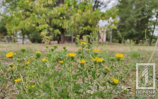 15 сентября в Кривом Роге будет жаркая погода