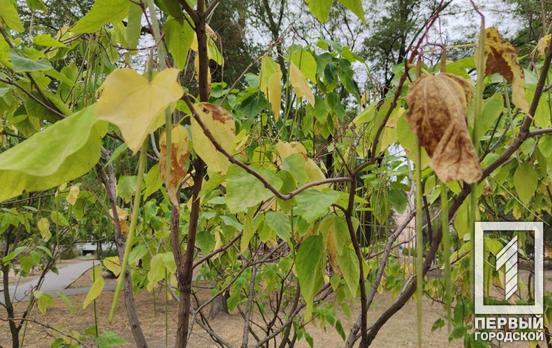 11 сентября в Кривом Роге будет солнечно