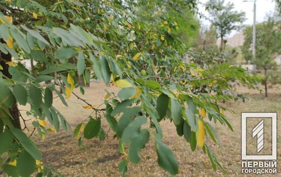 24 сентября в Кривом Роге будет ясный день