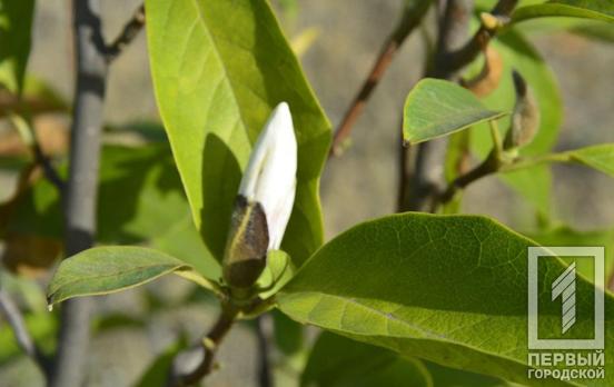 Из-за длительной засухи в ботсаду Кривого Рога второй раз зацвели магнолии