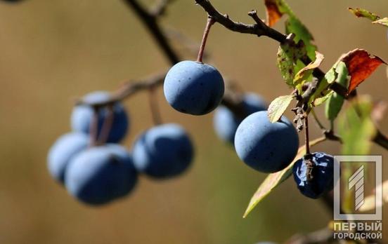 17 сентября в Кривом Роге будет солнечно и жарко