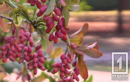 23 сентября в Кривом Роге будет солнечный день