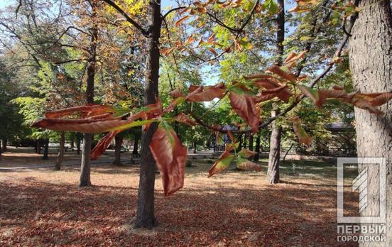 25 сентября в Кривом Роге будет тепло и солнечно