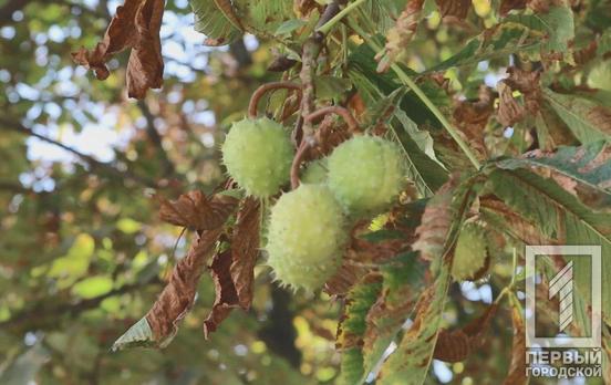 6 октября в Кривом Роге ясно и тепло