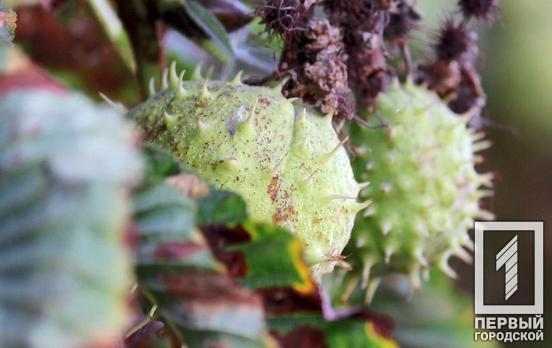 18 октября в Кривом Роге будет облачно