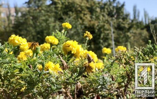 5 октября в Кривом Роге тепло и безоблачно