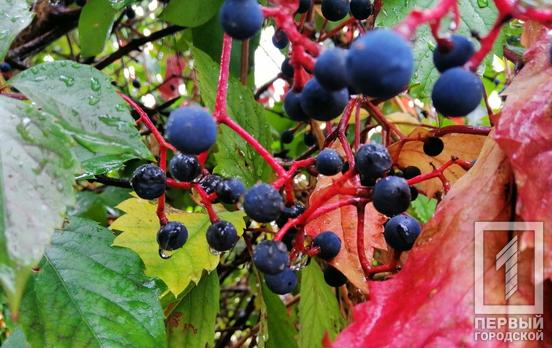 29 сентября в Кривом Роге будет дождь