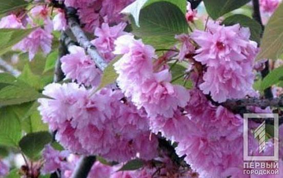 Житель Кривого Рога подарил саженцы деревьев одному из местных парков