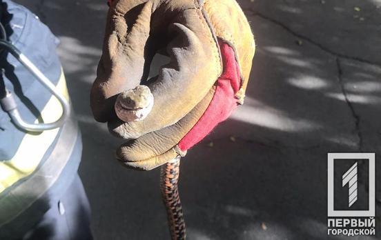 Ползала посреди улицы: в Кривом Роге спасатели выловили змею