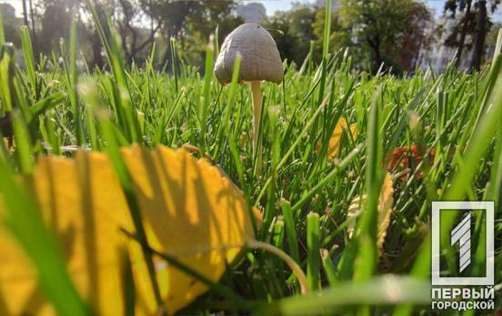 8 октября в Кривом Роге будет переменная облачность