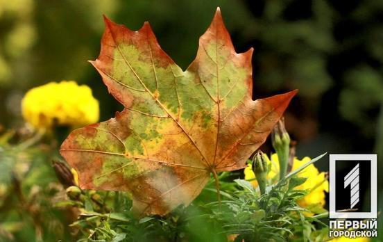 9 октября в Кривом Роге будет солнечно