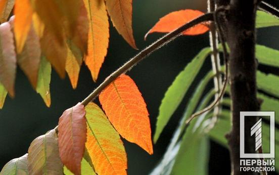 12 октября в Кривом Роге будет облачно, местами – дождь