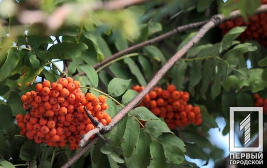 13 октября в Кривом Роге будет солнечная погода