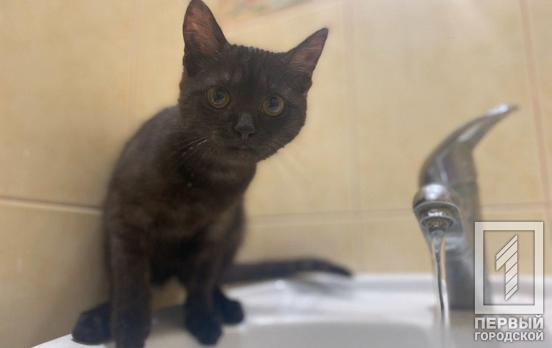 Аварийные работы: кому в Кривом Роге стоит сделать запас воды (адреса)