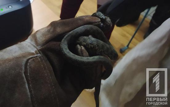 В одной из аптек Кривого Рога поймали змею