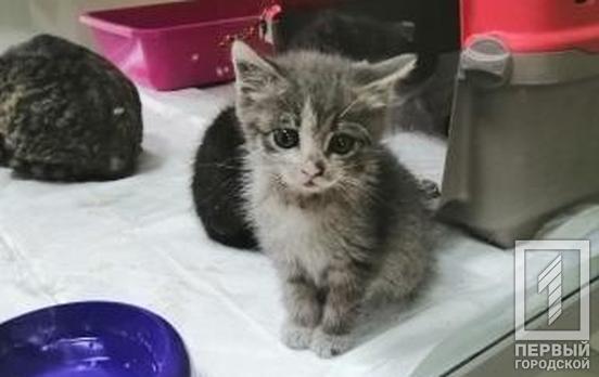 Неравнодушные жители Украины могут помочь животным, которые пострадали во время пожаров на Луганщине