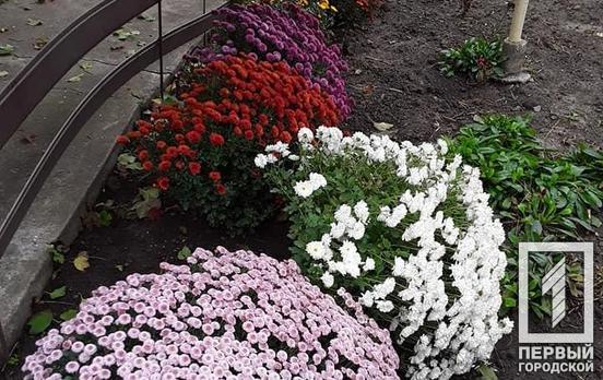 Вырвали с корнем кусты хризантем: в Кривом Роге неизвестные разрушили клумбу местной жительницы