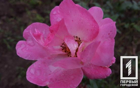 3 ноября в Кривом Роге продолжит идти дождь