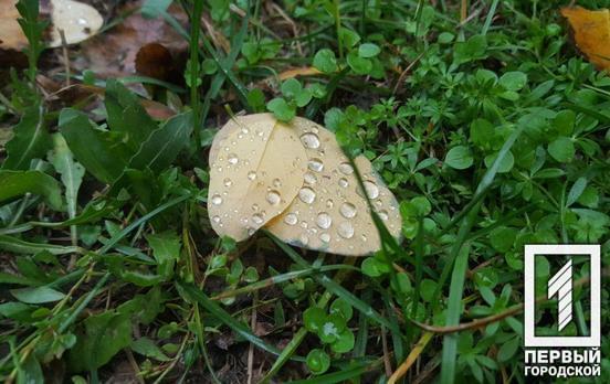 Последний день осени в Кривом Роге будет дождливым