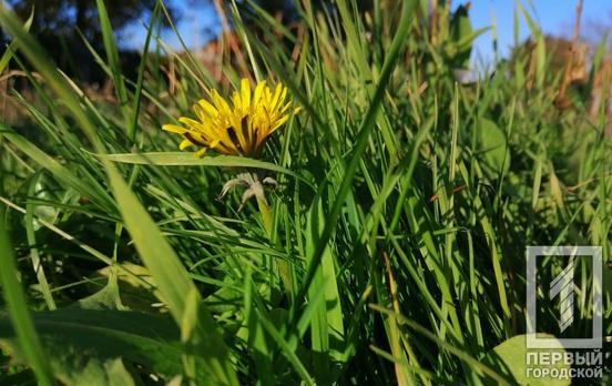 9 ноября в Кривом Роге будет облачно