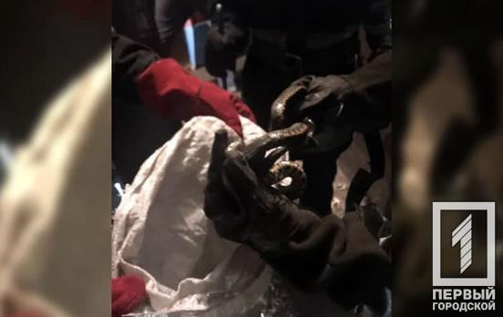 В Кривом Роге спасатели поймали змею, которая заползла в подъезд многоэтажки