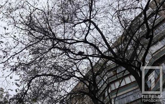 В Кривом Роге спасатели помогли коту спуститься с дерева