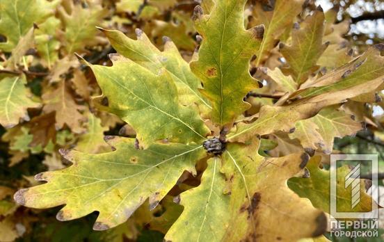 13 ноября в Кривом Роге будет облачно