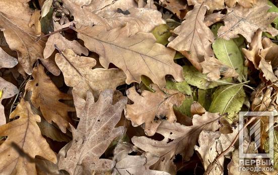 14 ноября в Кривом Роге будет пасмурно