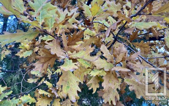 18 ноября в Кривом Роге будет переменная облачность