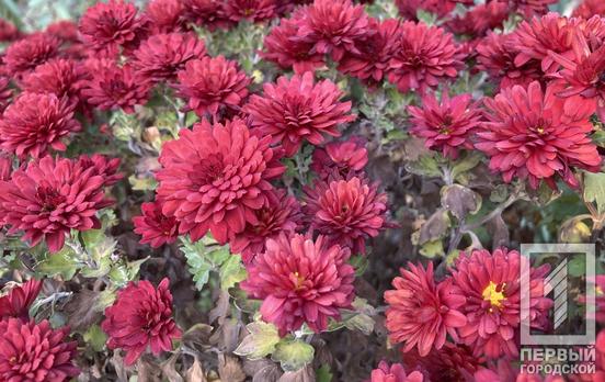 22 ноября в Кривом Роге пойдёт дождь