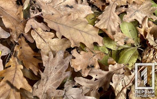 17 декабря в Кривом Роге будет пасмурно