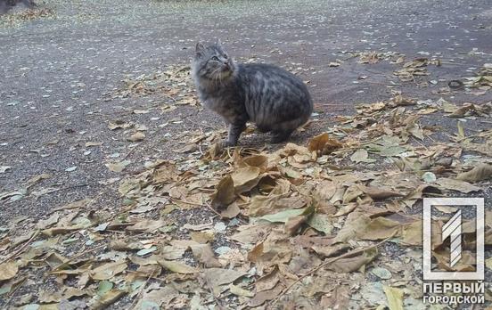 26 ноября в Кривом Роге будет пасмурно