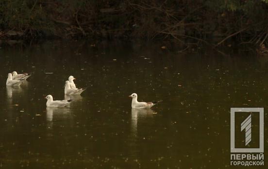 28 ноября в Кривом Роге будет дождь