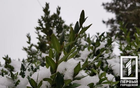 13 января в Кривом Роге будет идти снег