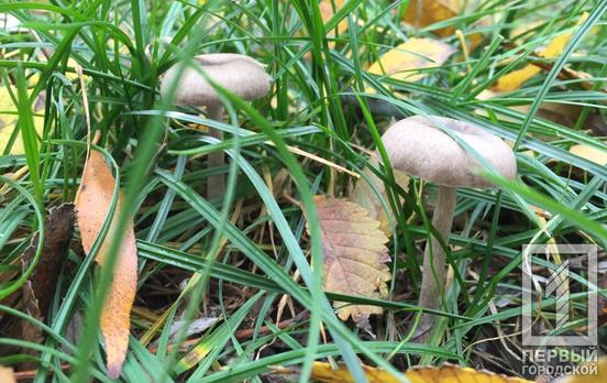 2 февраля в Кривом Роге не будет осадков