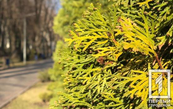 Последний день 2020 года в Кривом Роге будет солнечным