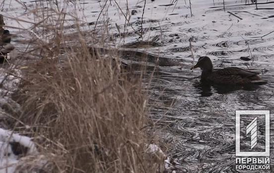 11 февраля в Кривом Роге ожидается дождь