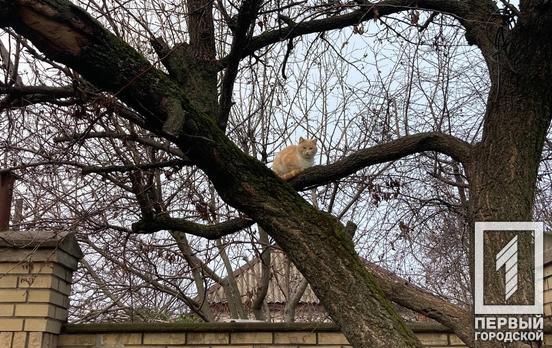 5 февраля в Кривой Рог придёт похолодание