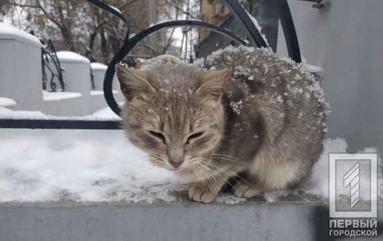 24 февраля в Кривом Роге будет морозный и снежный день