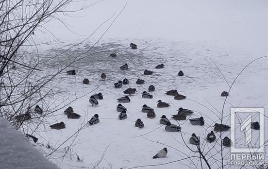 21 февраля в Кривом Роге потеплеет до +2